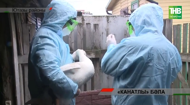 "Канатлы" бәла: Республиканың Ютазы районында кош гриппы табылган | Адымнар