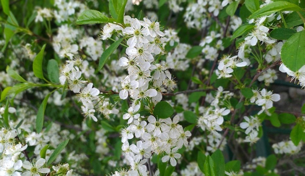 Казанский парк «Савиново» получил статус особо охраняемой природной территории