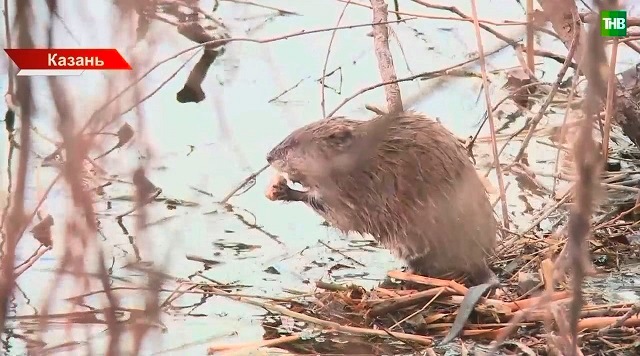 В Казани на озере Кабан замечена ондатра, играющая с лысухами 