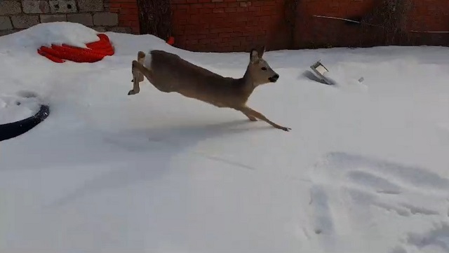 Сотрудники комитета по биоресурсам выпустили беременную косулю, провалившуюся под лед в РТ