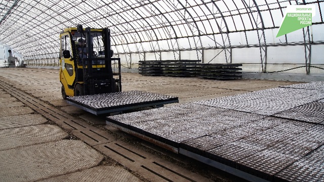 Лесники Татарстана планируют вырастить по нацпроекту 30,9 млн саженцев хвойных пород