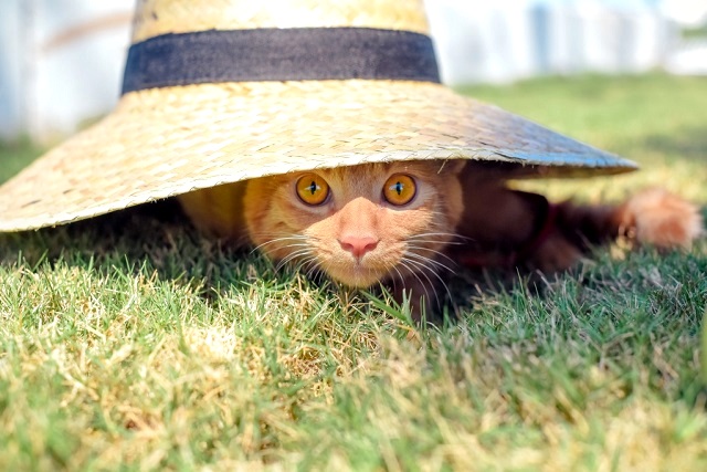 В начале выходных жара в Татарстане усилится до +32 градусов