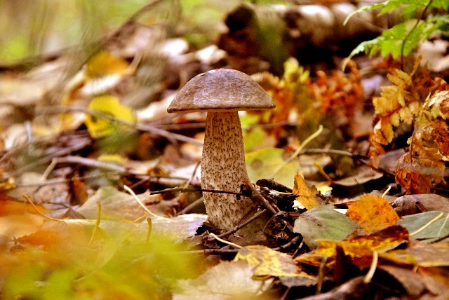 Жителям Татарстана разъяснили, чего категорически нельзя делать с грибами