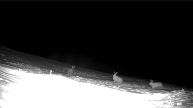 Ночной забег в лесу: фотоловушка в Татарстане сняла, как зайцы-русаки запутывают следы