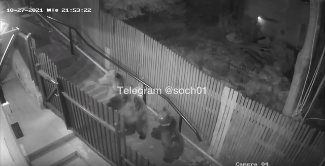 Во Владивостоке два медведя устроили погоню за девушкой – видео