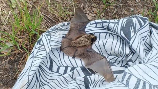 В Татарстане спасли краснокнижного кожана, залетевшего в детскую ребенка