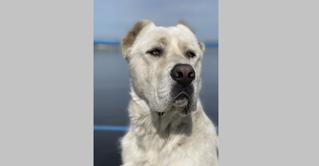 Минниханов поделился с подписчиками фотографией своего подросшего пса Акдуса