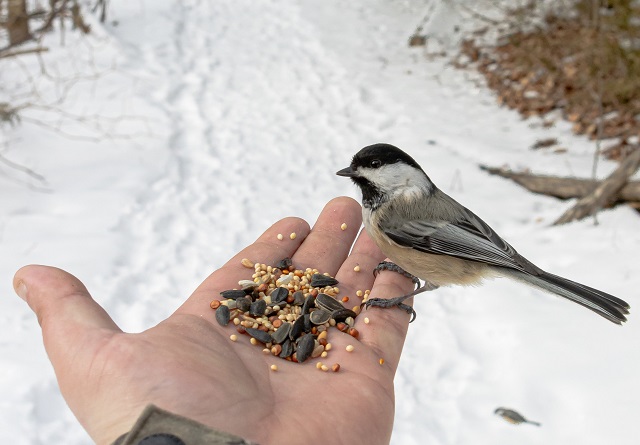 Жителям Татарстана объяснили, чем нельзя кормить птиц