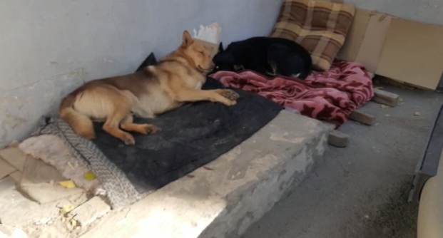 Cукбай этләр Казанның Ершов урамында яшәүчеләрне куркуга салган