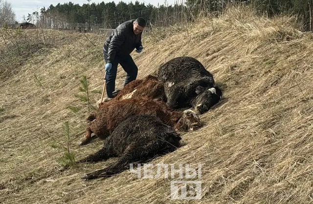 В овраге под Набережными Челнами нашли мертвых телят: ветеринары проверяют их на опасные болезни