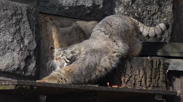 «Разжировка» для манула: как Тимофей худеет к лету в Московском зоопарке