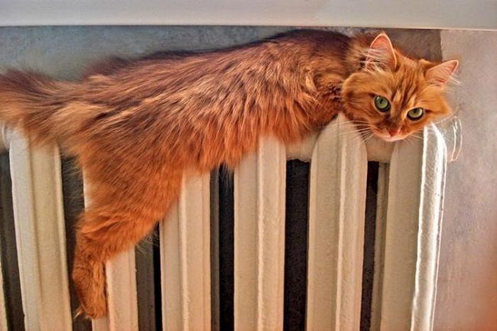 ФАС проанализирует ситуацию с ростом цен на отопление в России