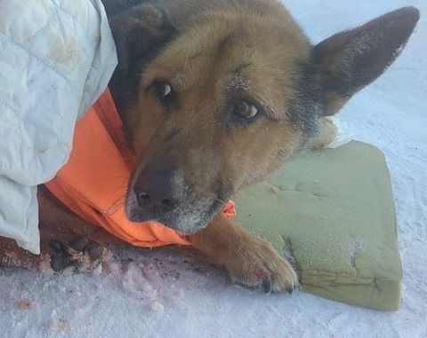 В Челнах волонтеры спасают собаку, попавшую под трамвай