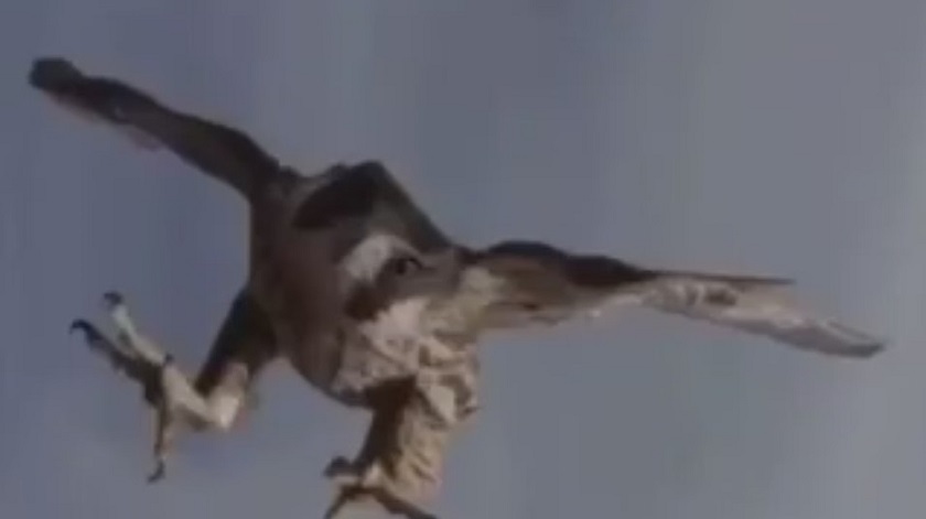 Блогер лишился дрона после атаки воздушного хищника - видео