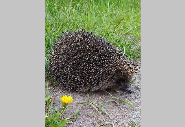 В Татарстане проснулись ежики