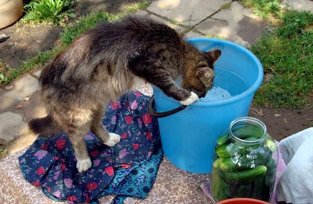 24 август Татарстанда +33 градус эссе булачак