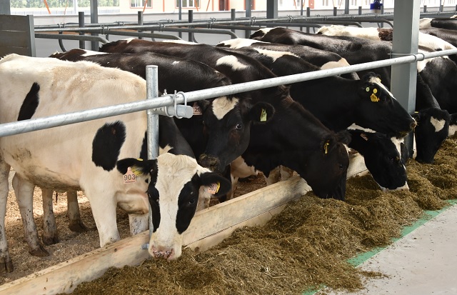 Татарстанда сөтне иң күп җитештергән районнар билгеле - исемлек