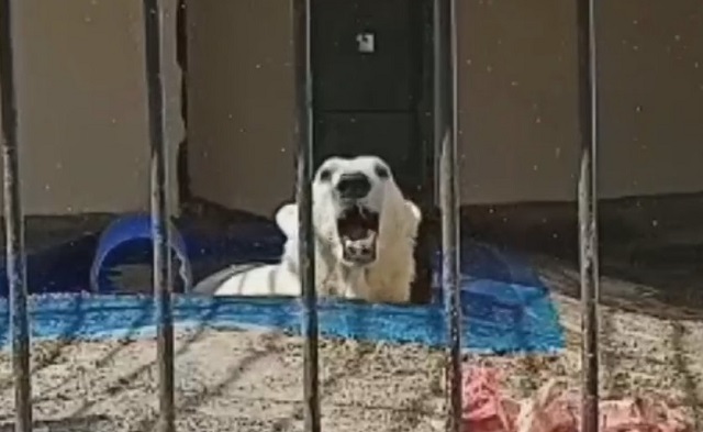 Казанский зооботсад показал, как белый медведь спасается от июльского зноя