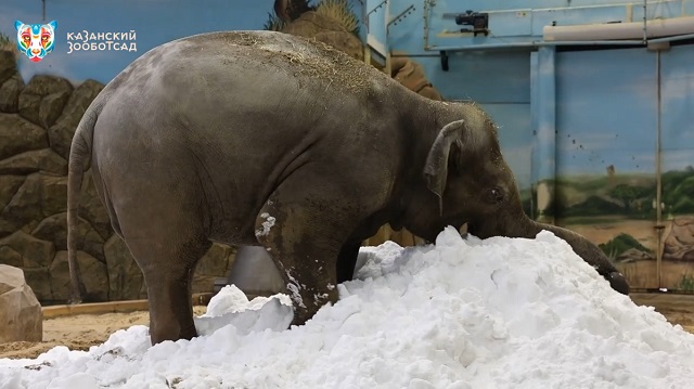 Неожиданный кандидат: кто в Казани больше всех радуется снегопадам? 