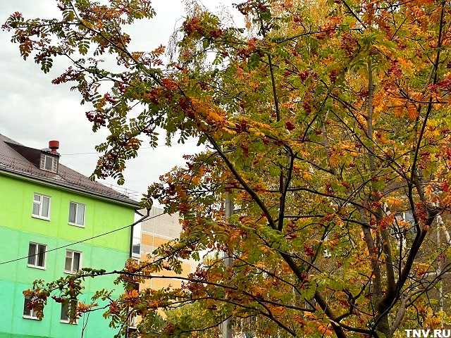 Вильфанд: бабье лето не исключено в центре РФ в октябре