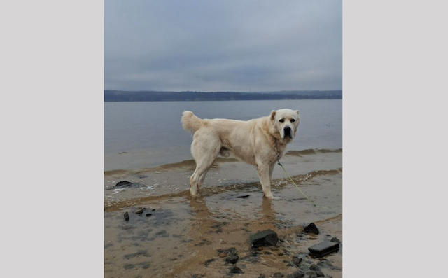 «Устал ждать зимы»: Минниханов показал забавное фото своего пса Акдуса