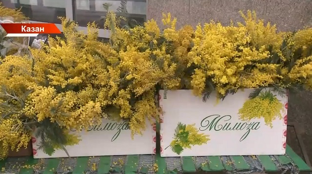 Яз билгеләре - Казанда сап-сары мимозаларны алучылар да, хакы да арткан