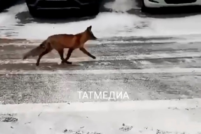 Устроившую пробежку по снегу лису сняли на видео в Казани 