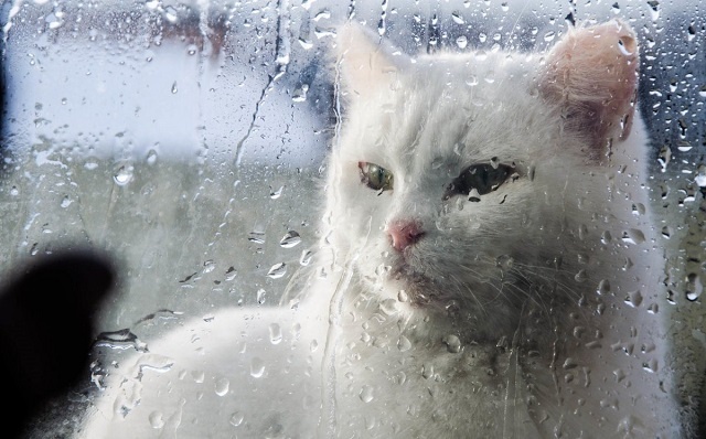 30 июньдә Татарстанда яшенле яңгырлар һәм җил көчәю көтелә