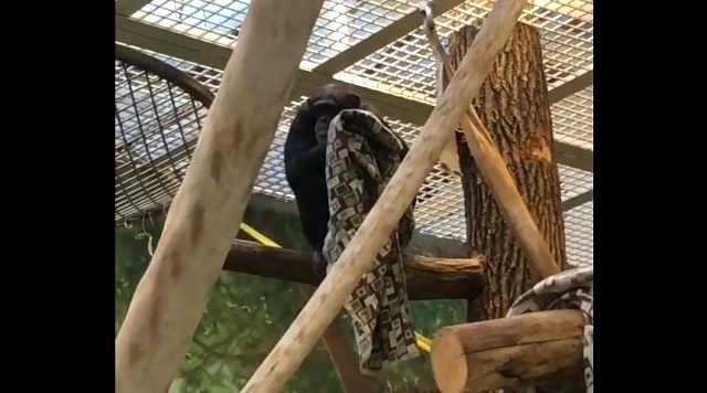 Пледы для шимпанзе: в казанском зооботсаду рассказали, как согревают животных в морозы