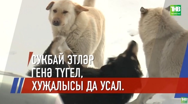 Казанда кешеләргә эт ташлану очраклары арткан - видео