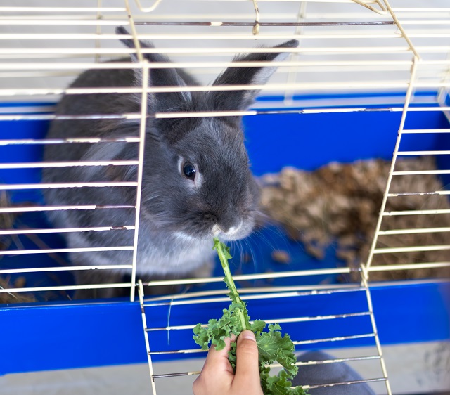 Психолог КФУ объяснила, почему зоокафе могут быть опасны