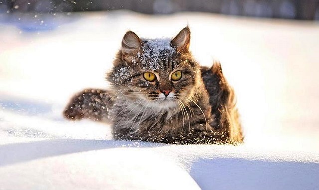 Туман, небольшие снегопады и мороз до -17 градусов ожидаются в Татарстане 18 февраля