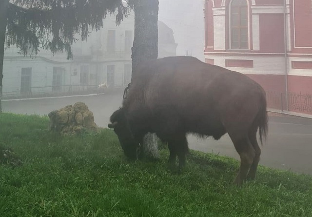 «В борьбе за свободу»: в Курске провели операцию по возвращению в цирк сбежавшего зубра