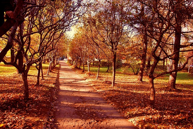 В Татарстане по нацпроекту «Экология» планируют восстановить 3 600 га лесов 