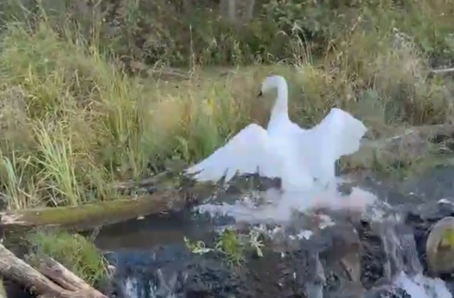 Краснокнижного лебедя спасли из водной ловушки в Татарстане