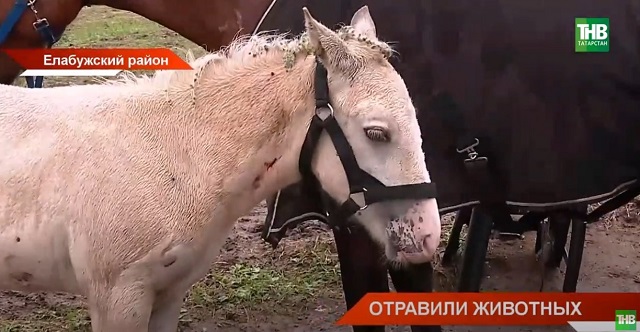 В РТ выясняют, кто отравил животных в экопарке, объявлен сбор средств на лечение