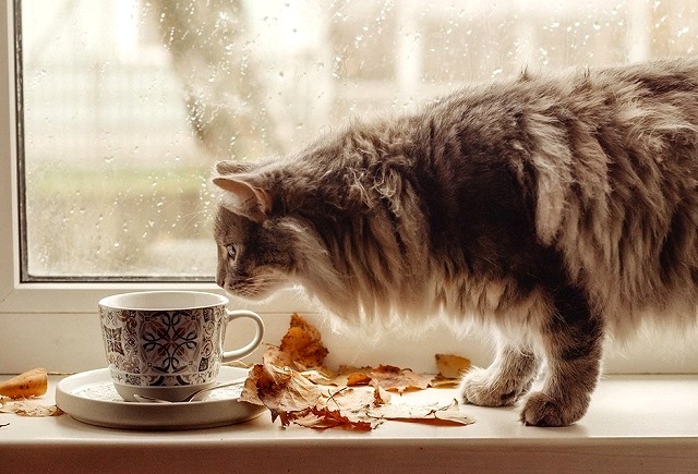 Күңелләргә үтеп керәрлек җил тынамы инде ул? Җавап биредә