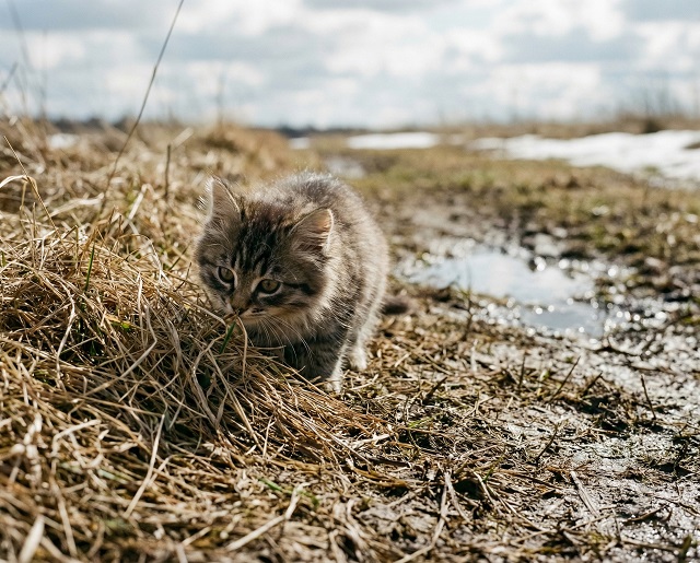  10 апрельдә Татарстанда яңгыр һәм җепшек кар көтелә, җил 20 м/ска кадәр көчәя