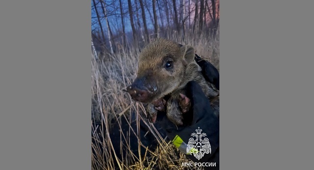 Чудесное спасение молодого кабанчика от огня и воды совершили пожарные в Татарстане