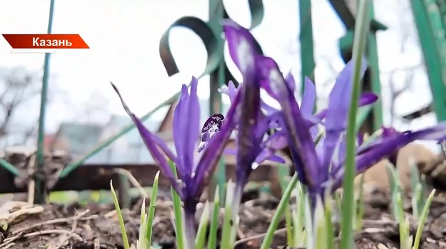 В начале мая придёт жара, а потом — заморозки: что ждёт дачников Татарстана