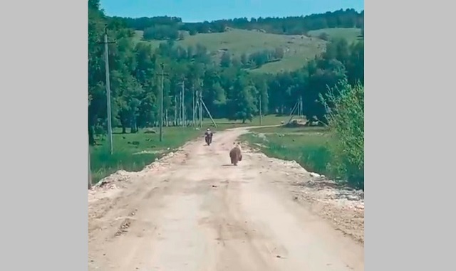 Гнавшегося за мотоциклистом медведя сняли на видео в соседнем с Татарстаном  регионе