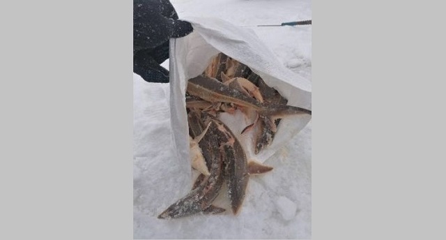 В Татарстане выловившие краснокнижную стерлядь браконьеры попались с поличным