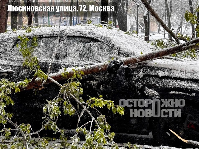 Оранжевый уровень опасности в Москве: упавшие деревья давят машины, снегопад продолжится