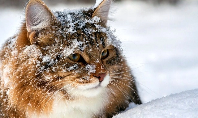 14 декабрьдә Татарстанда - 15 градуска кадәр суытачак