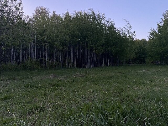 На 21 день леса Татарстана закроют на время обработки от вредителей