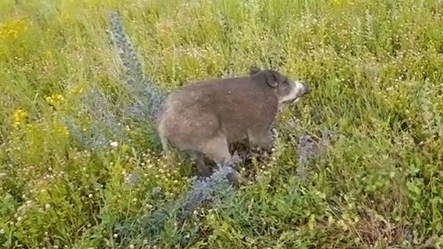 Заблудившегося кабана спасли в казанском ЖК «21 век»