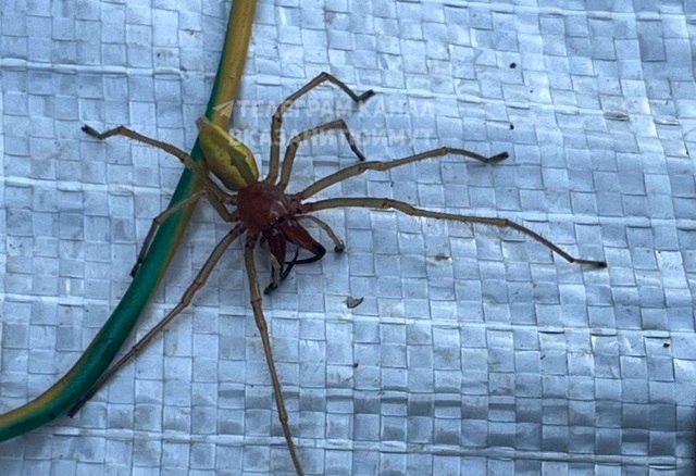 Жители одного из районов Казани запечатлели ядовитого паука