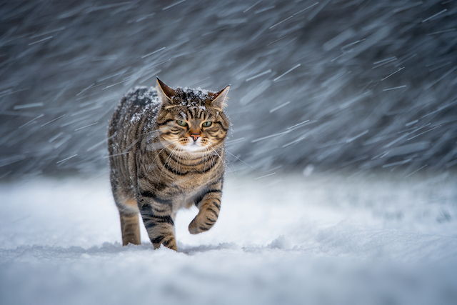 Мокрый снег, туман и потепление до +2 градусов ожидаются в Татарстане 2 марта