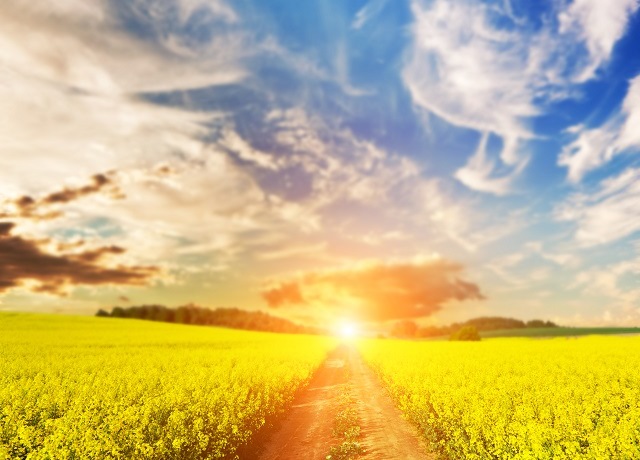 Редчайший случай: аномальную жару в пяти округах РФ анонсировал Гидрометцентр