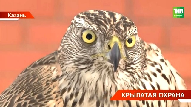 Зарплата 1 000 рублей в день: ястреб Трифон стал сотрудником казанского полигона «Восточный»